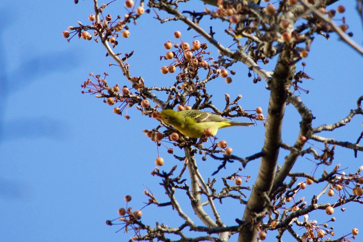 Western Tanager - ML288537341