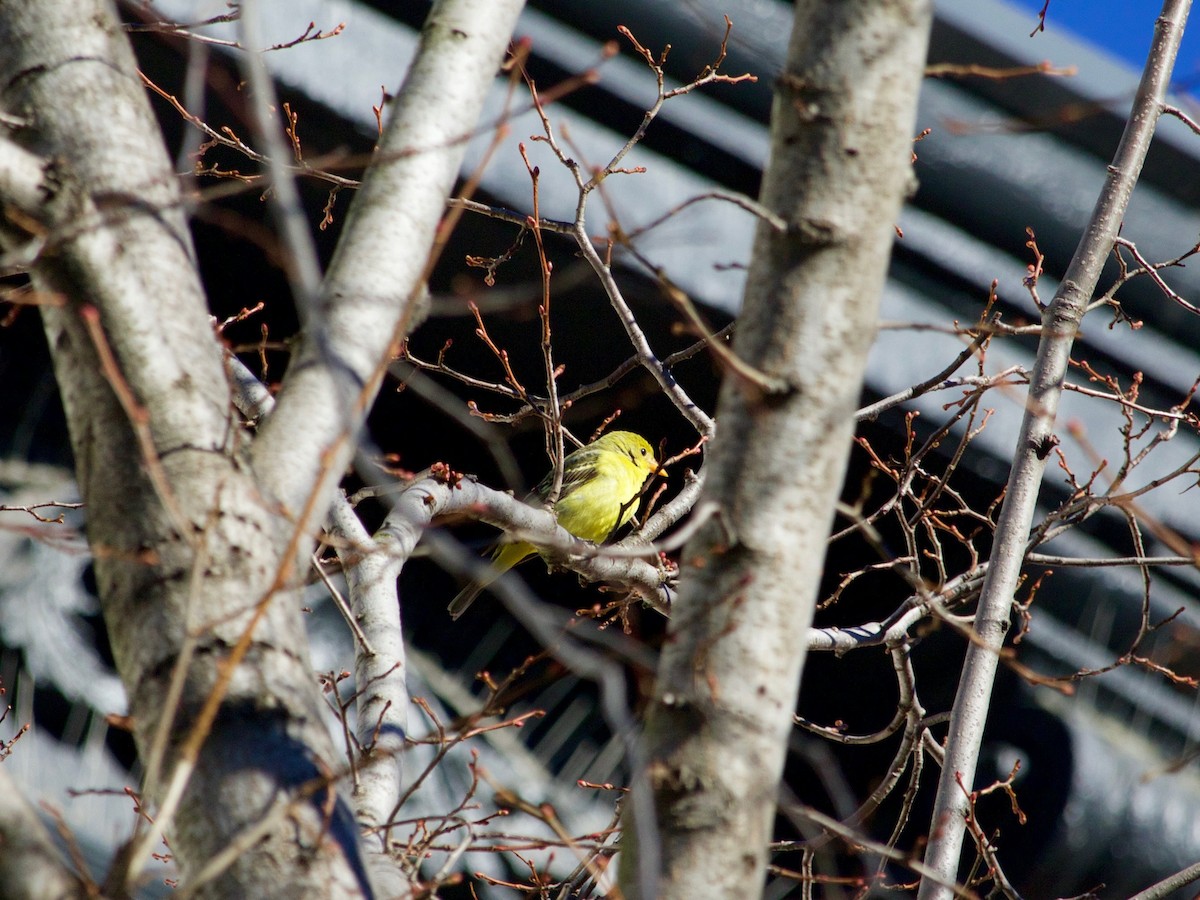 Western Tanager - ML288537351