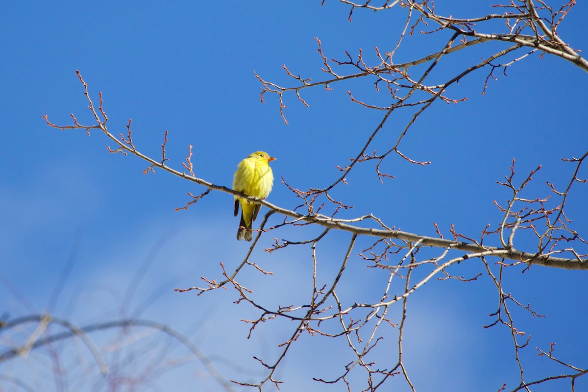 Western Tanager - ML288537361