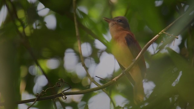 Rufous-tailed Attila - ML288537581