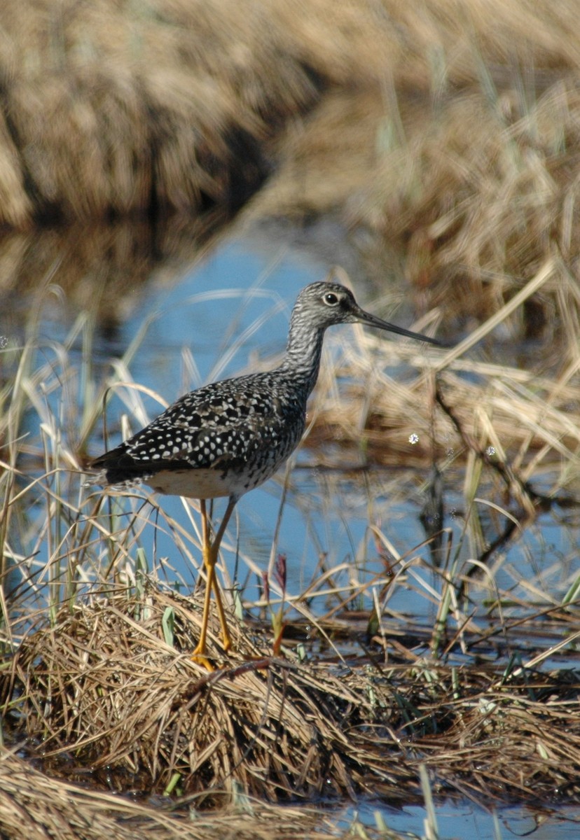 Greater Yellowlegs - ML28853791