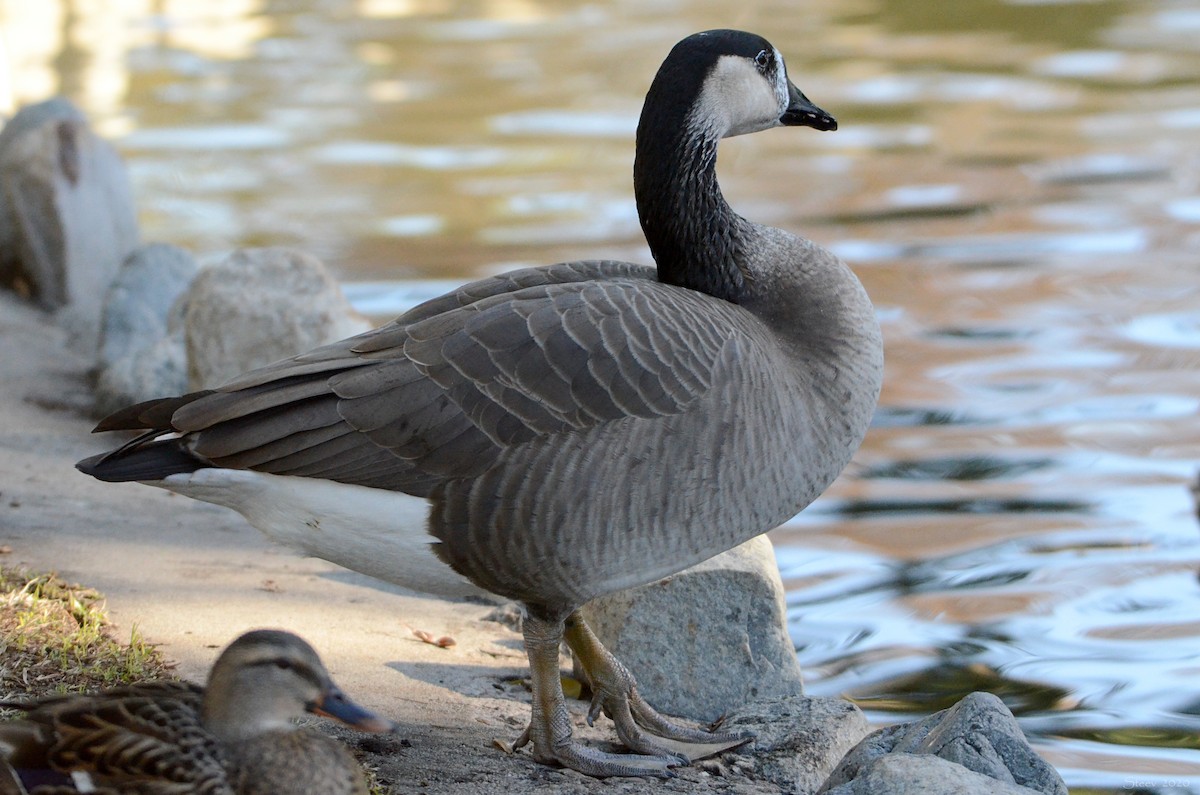 goose sp. - Steve Neely