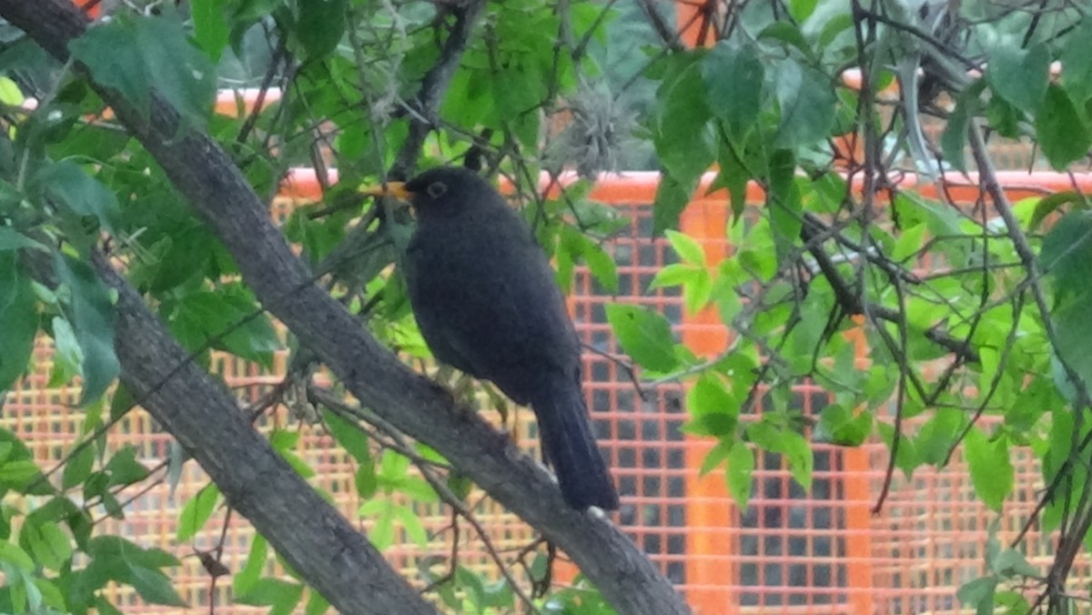 Chiguanco Thrush - ML28854501