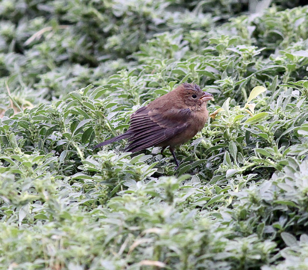 Varied Bunting - Brad Singer