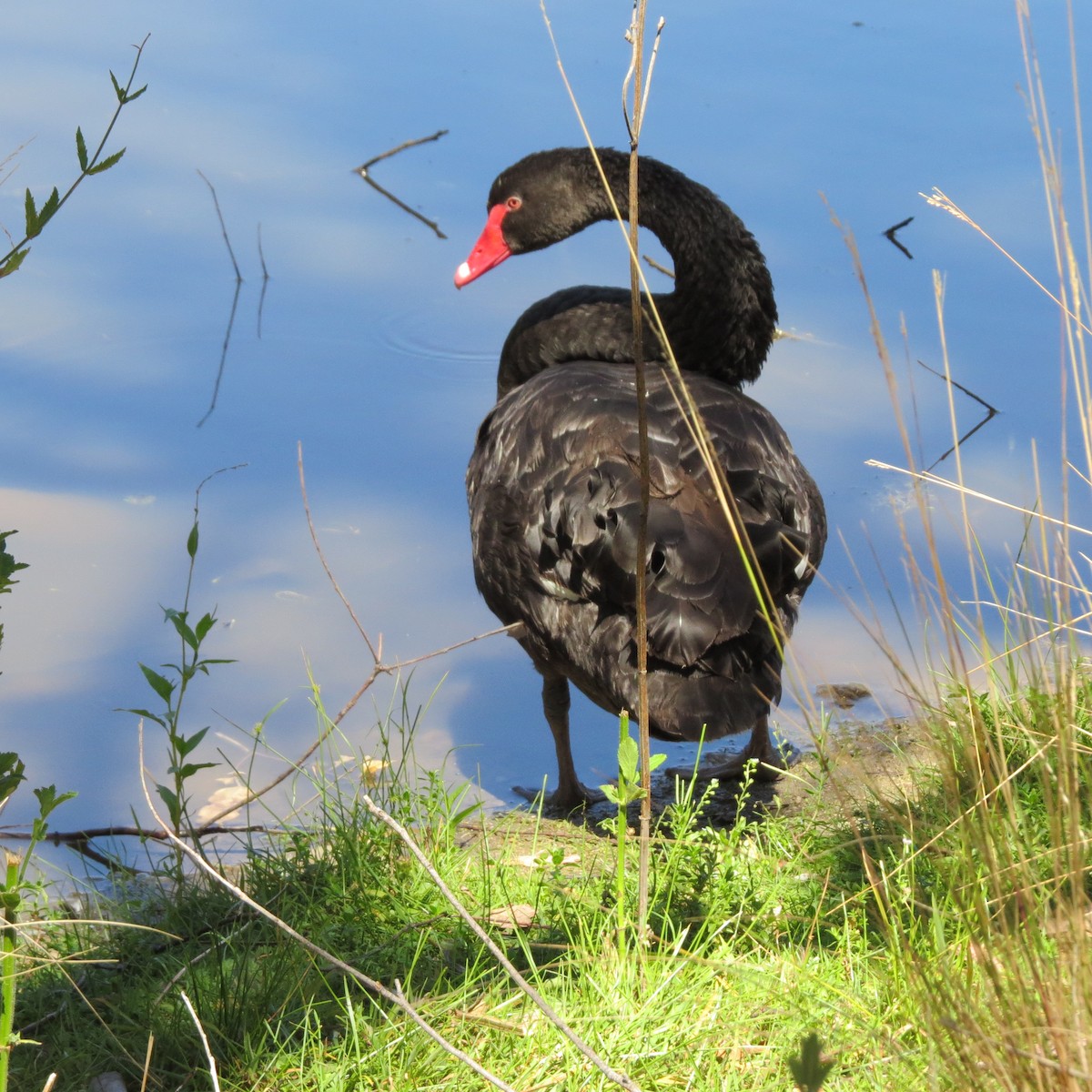 Black Swan - ML28854671