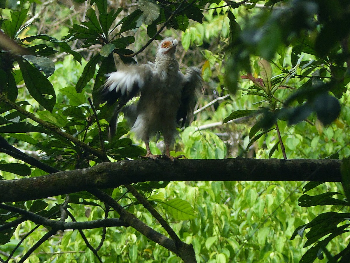 Palm-nut Vulture - Curtis Hart