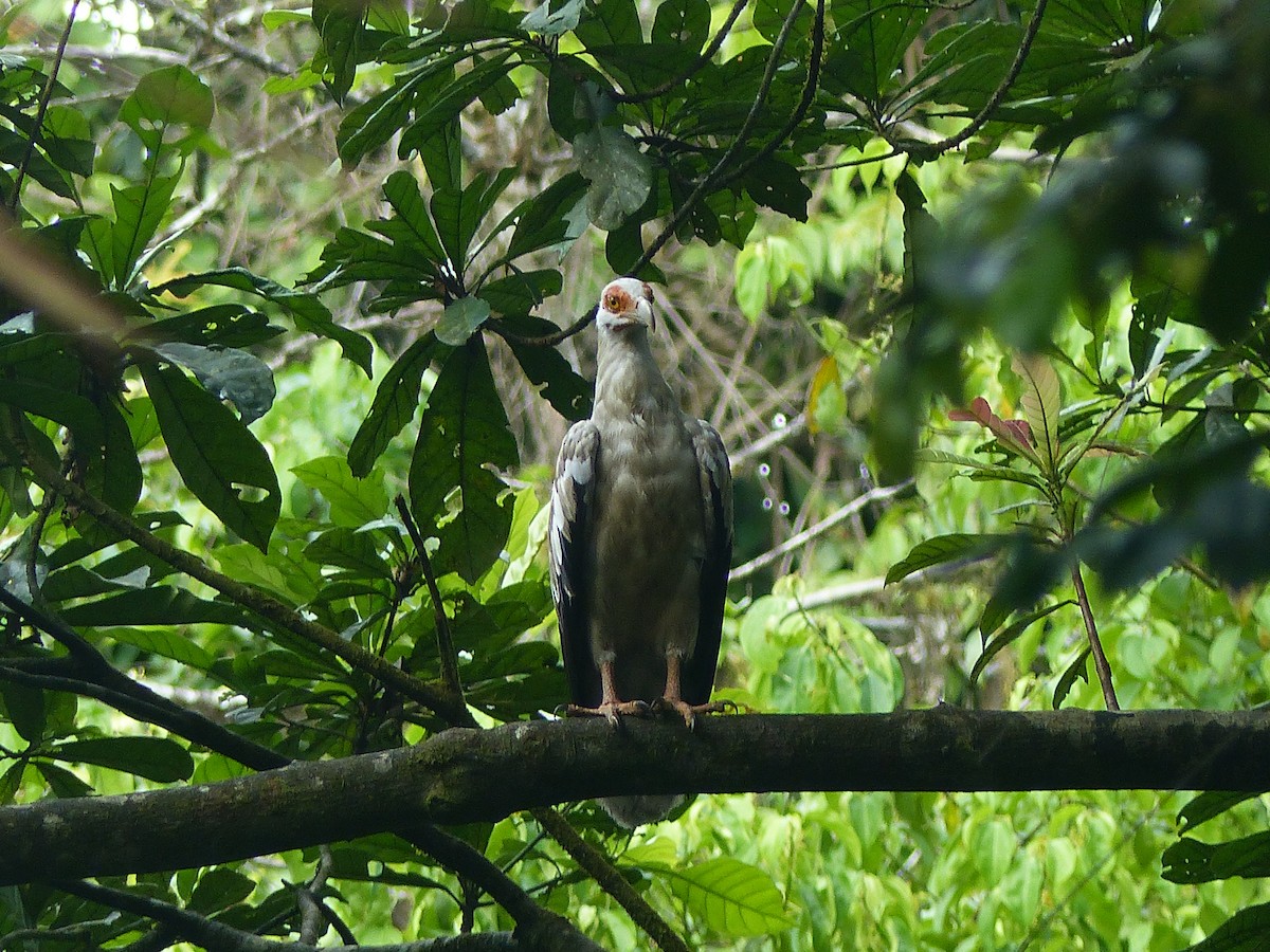 Palm-nut Vulture - ML288547811