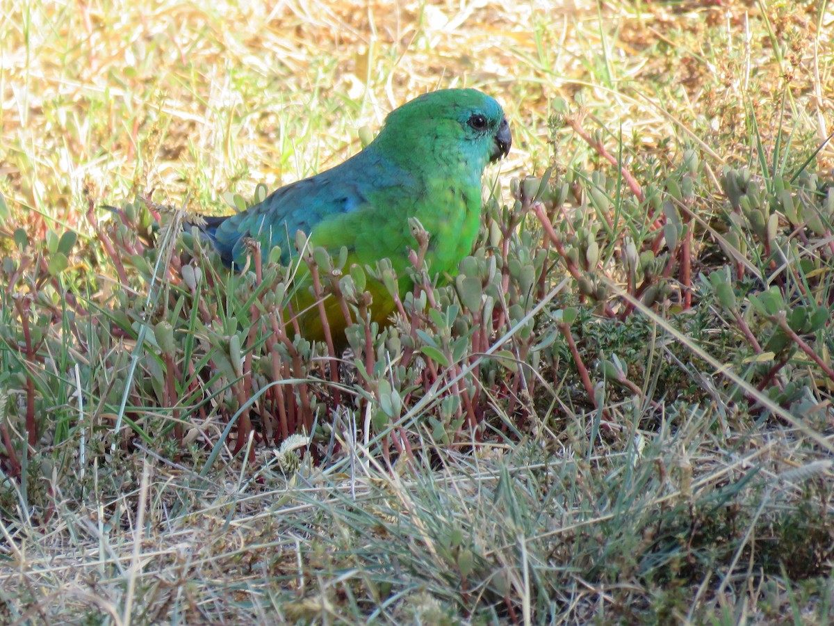 Red-rumped Parrot - ML28854801