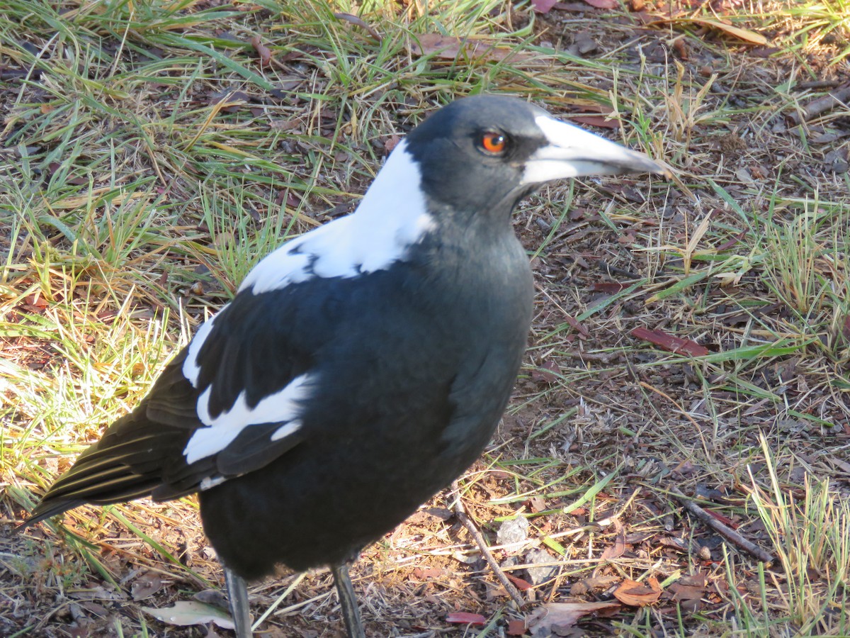 Australian Magpie - ML28854851