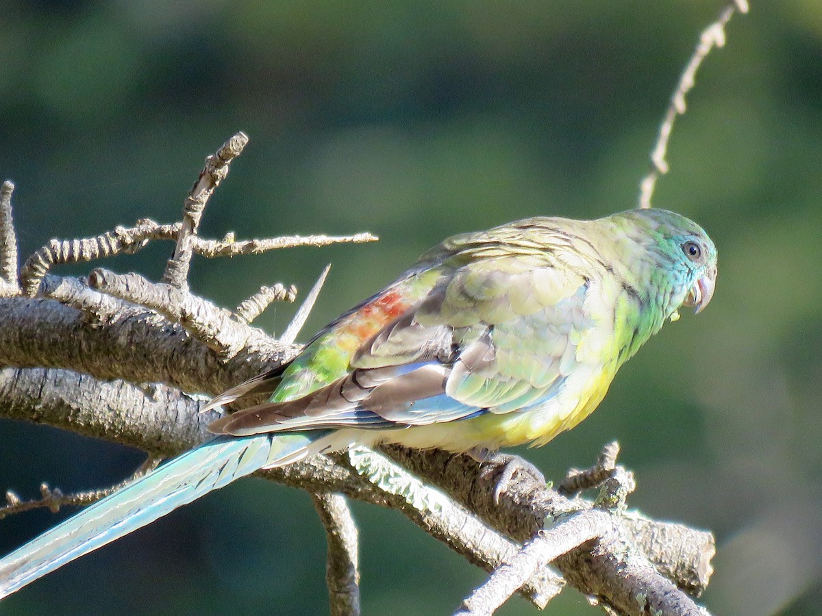 Red-rumped Parrot - ML28854921