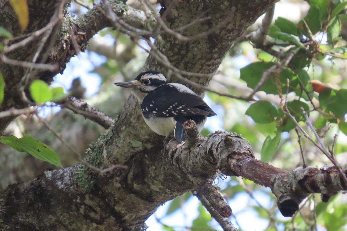 Hairy Woodpecker - ML288549281