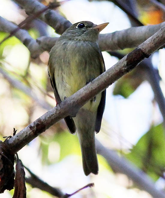 Yellow-bellied Flycatcher - ML288549661