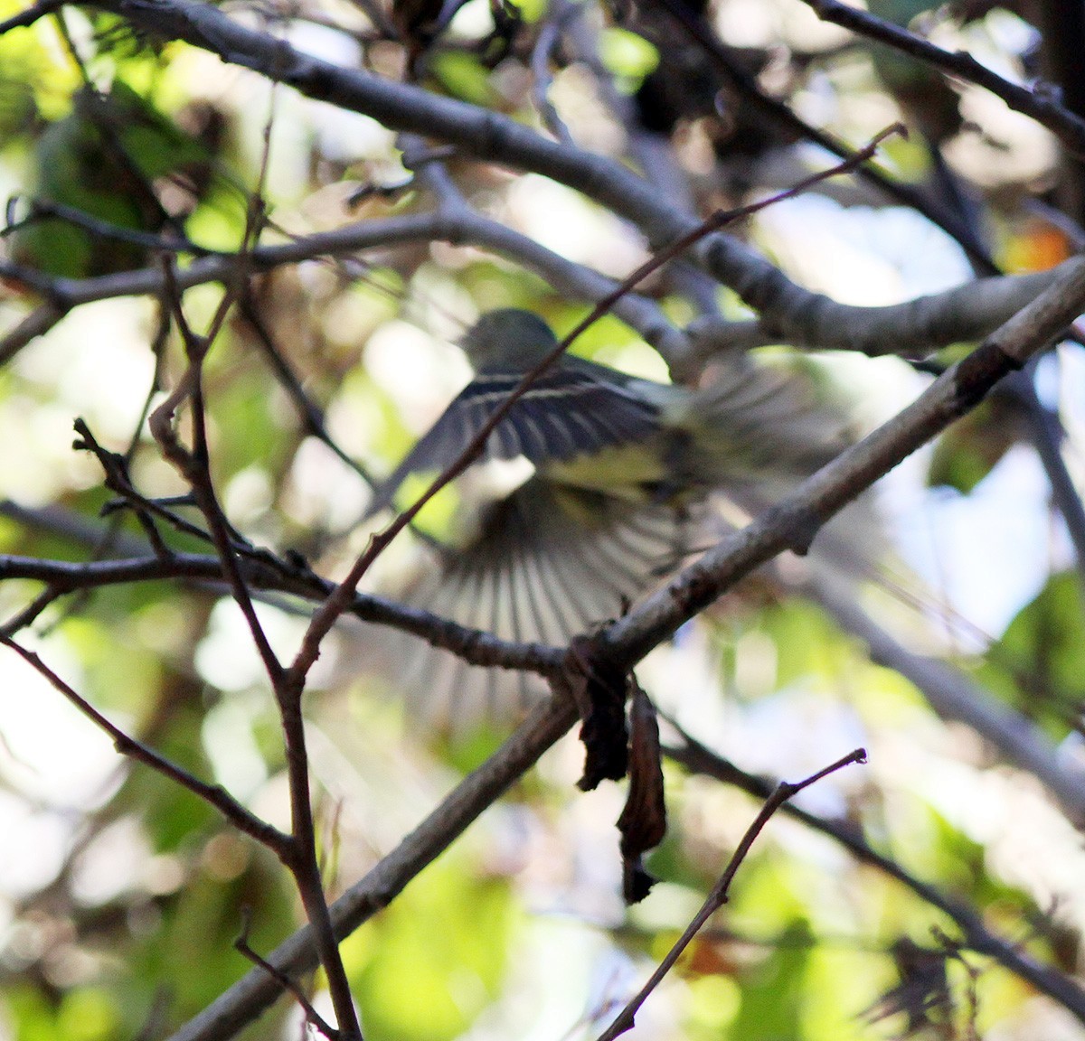 Yellow-bellied Flycatcher - ML288550051