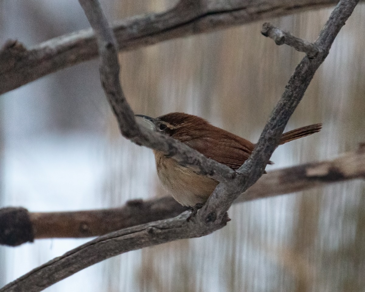 Carolina Wren - Pierre Richard