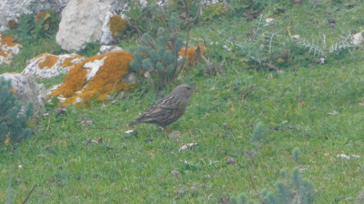 Alpine Accentor - ML288551891