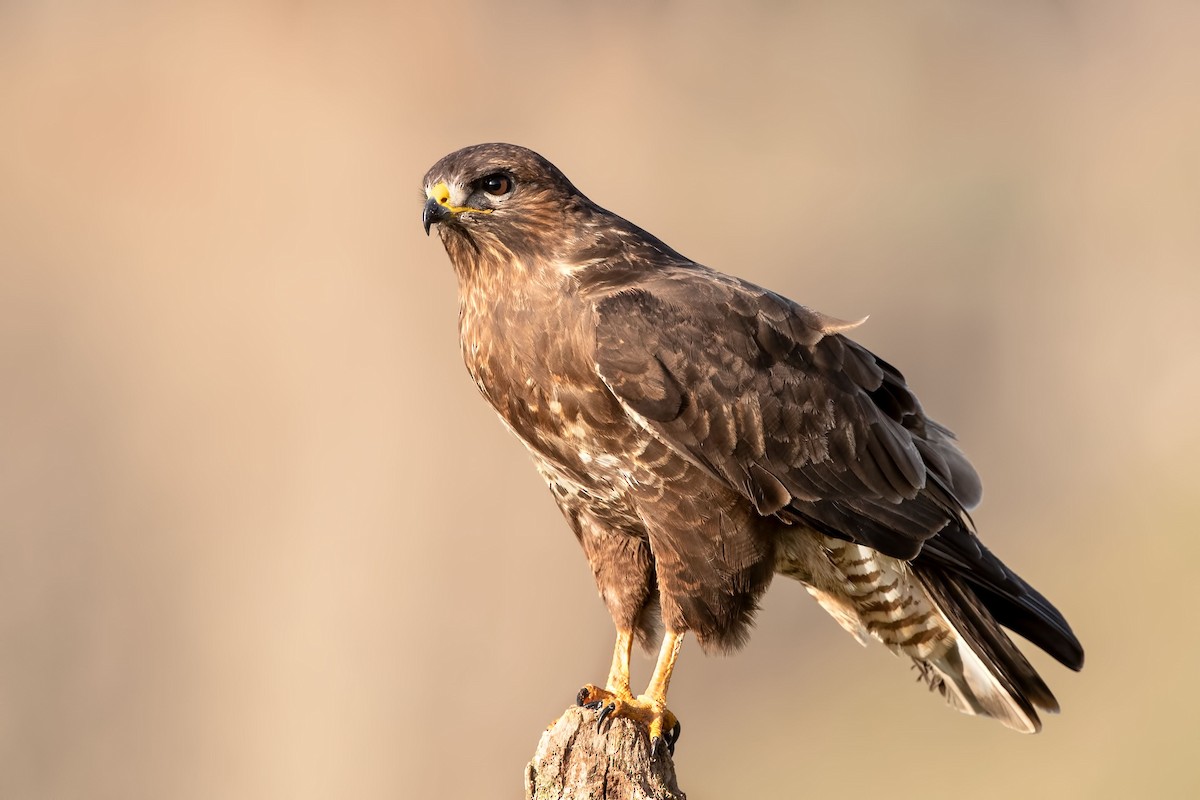 Common Buzzard - ML288552411