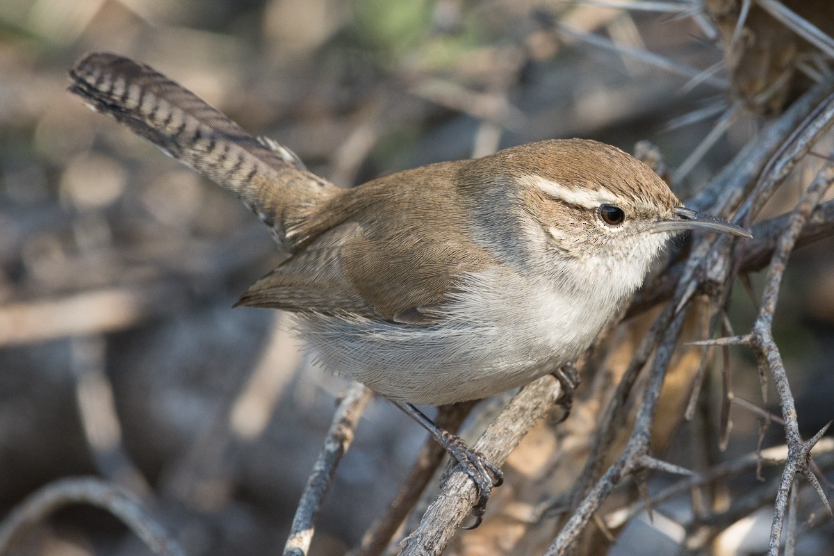 Bewick's Wren - ML288554171