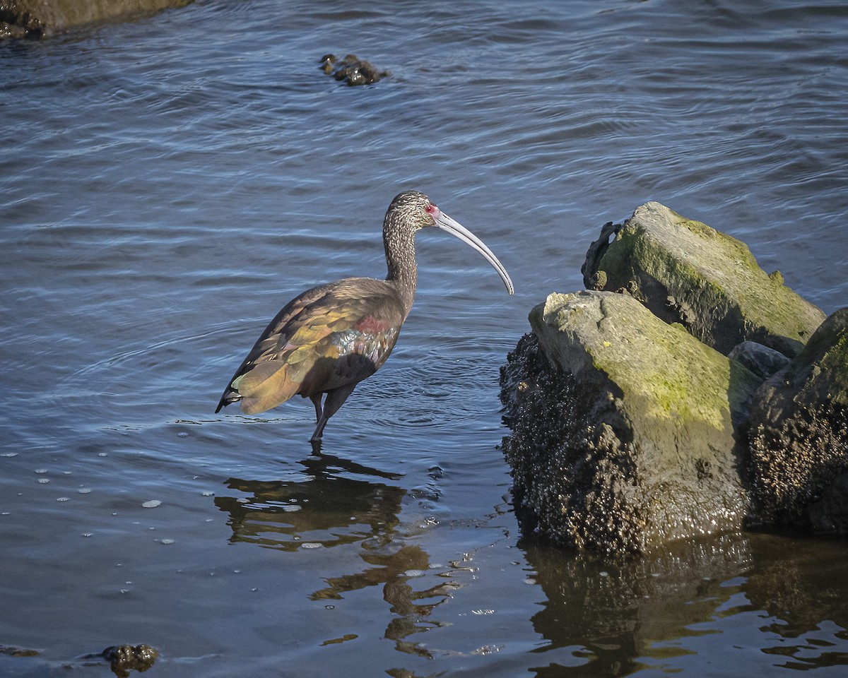ibis americký - ML288554581