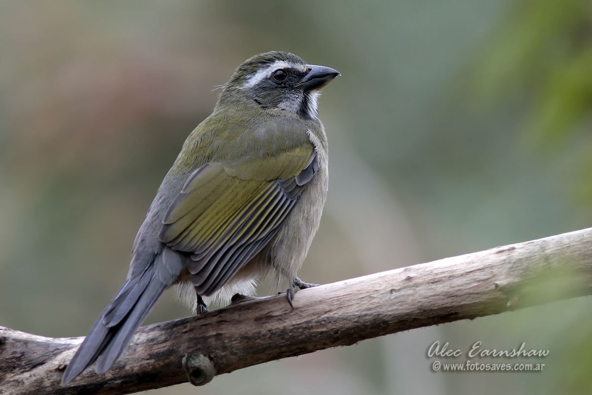 Green-winged Saltator - Alec Earnshaw