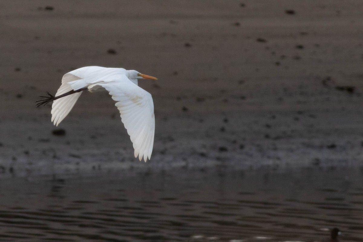 Цасч дэглий - ML288559761