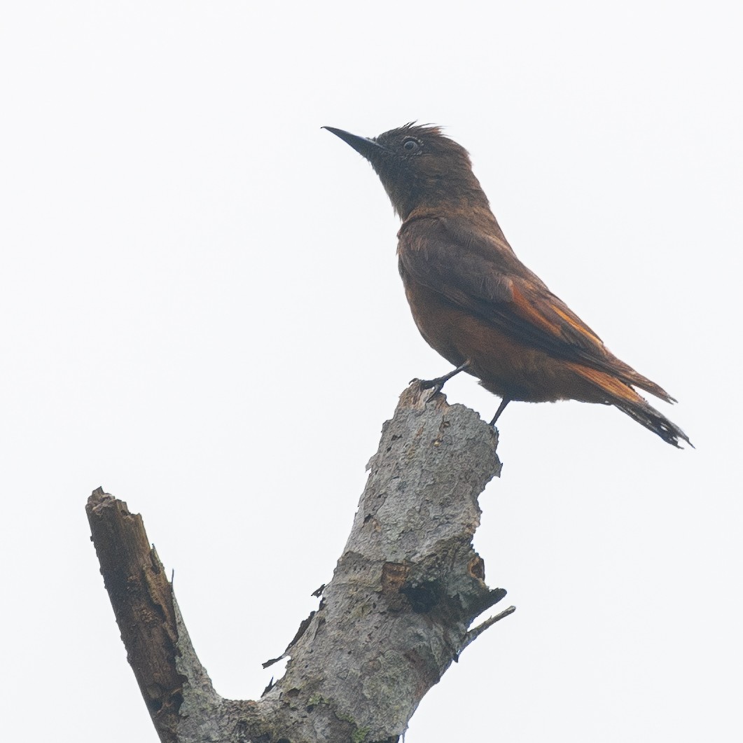 Cliff Flycatcher - ML288561061