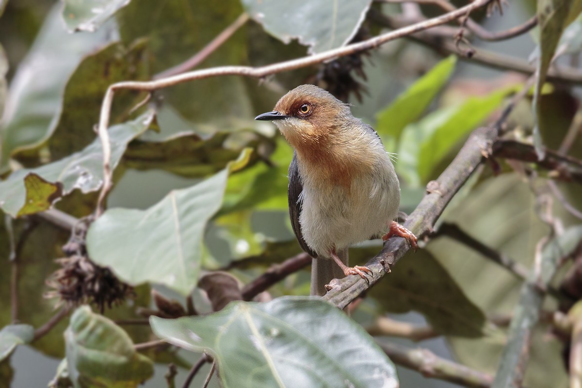 Chapin's Apalis - Bradley Hacker 🦜