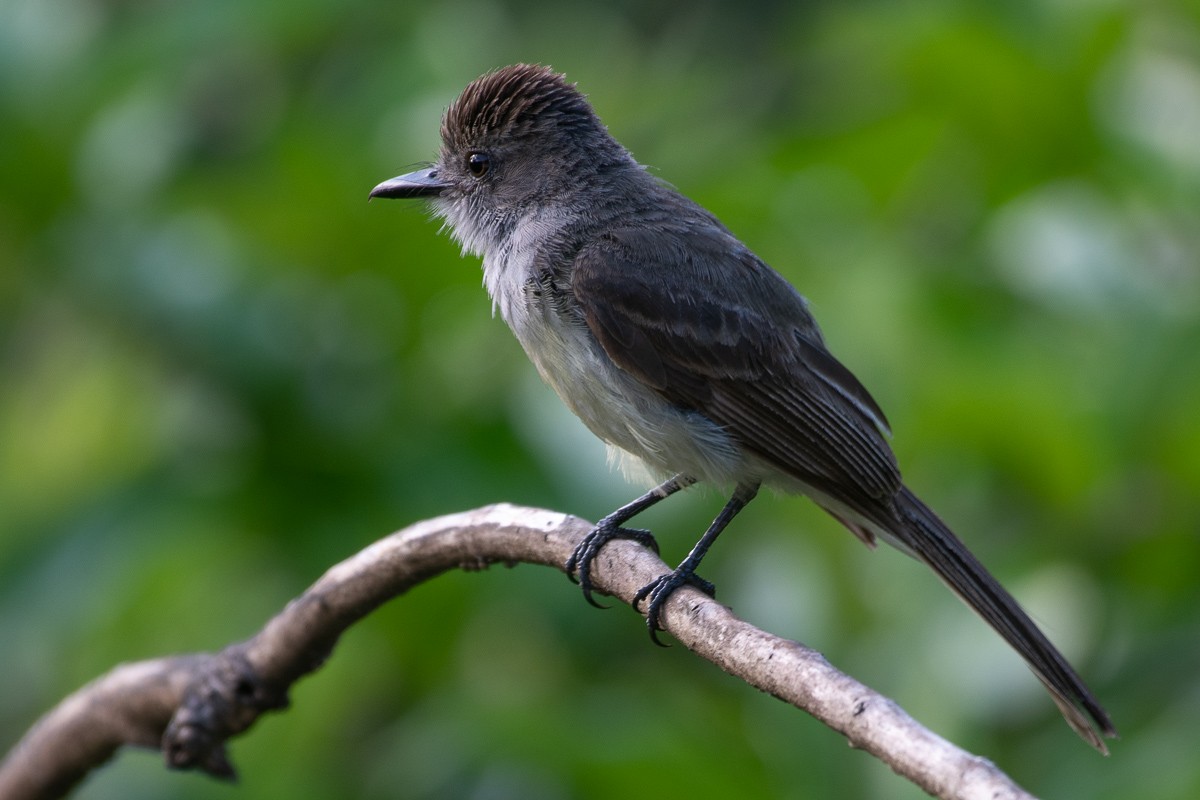 Short-crested Flycatcher - Daniel Hinckley | samazul.com