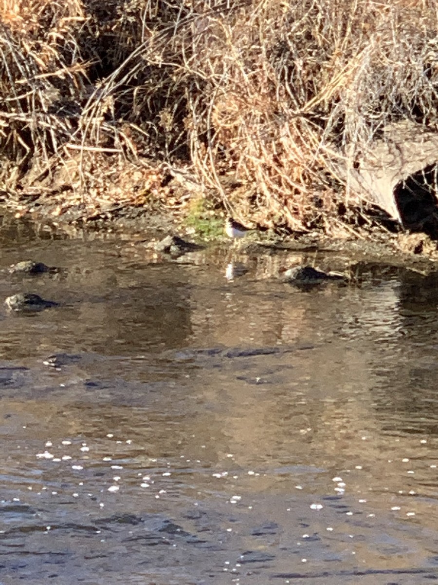 Killdeer - ML288562681
