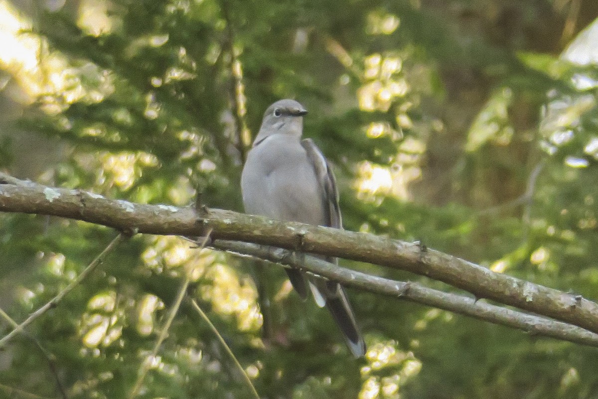 Townsend's Solitaire - Jefferson Shank