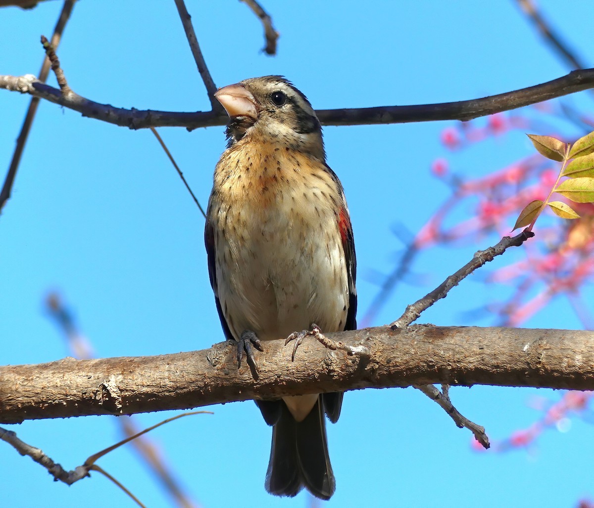 Rose-breasted Grosbeak - ML288563381