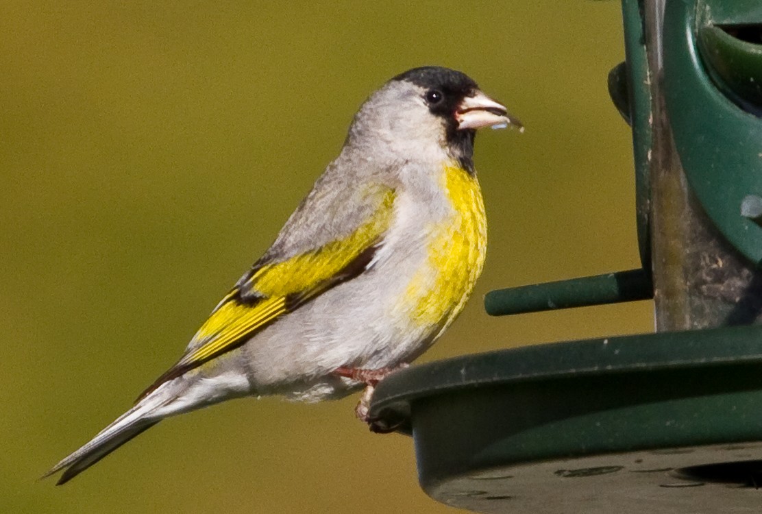 Lawrence's Goldfinch - ML288567961