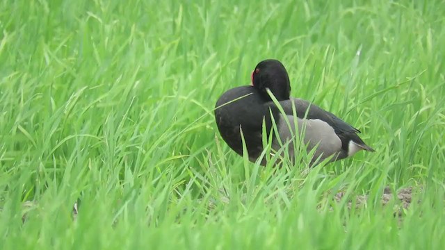 Rosy-billed Pochard - ML288569021