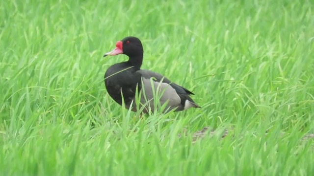 Rosy-billed Pochard - ML288569261