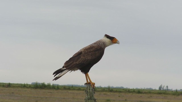 Caracara huppé (plancus) - ML288570021