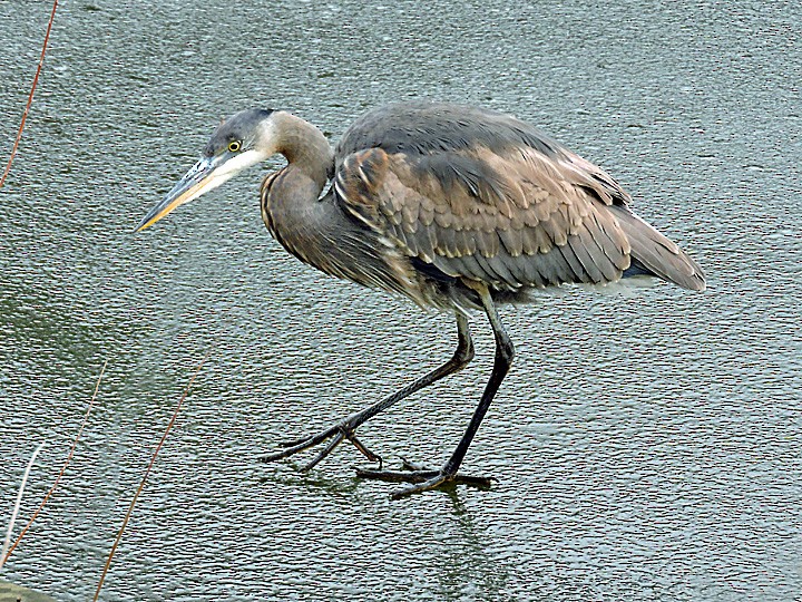 Great Blue Heron - ML288570281