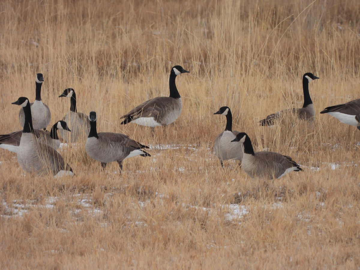 Canada Goose - ML288570441