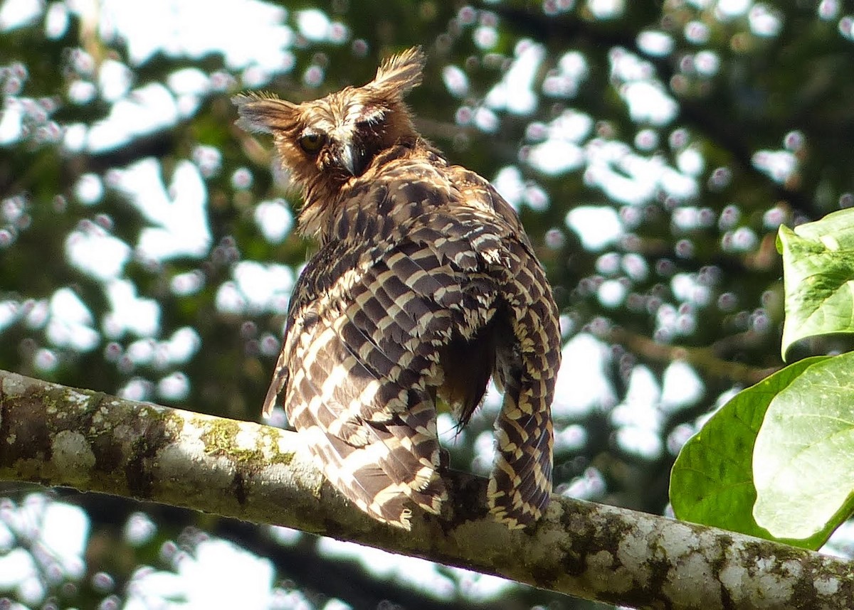 Buffy Fish-Owl - ML288570741