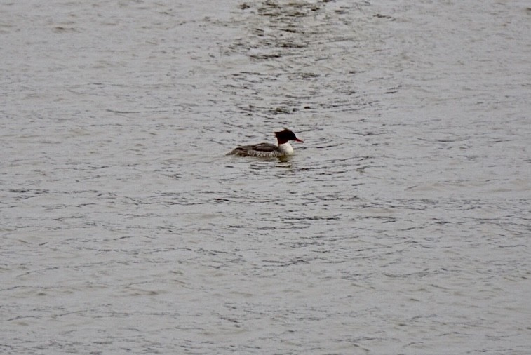 Common Merganser - ML288570891