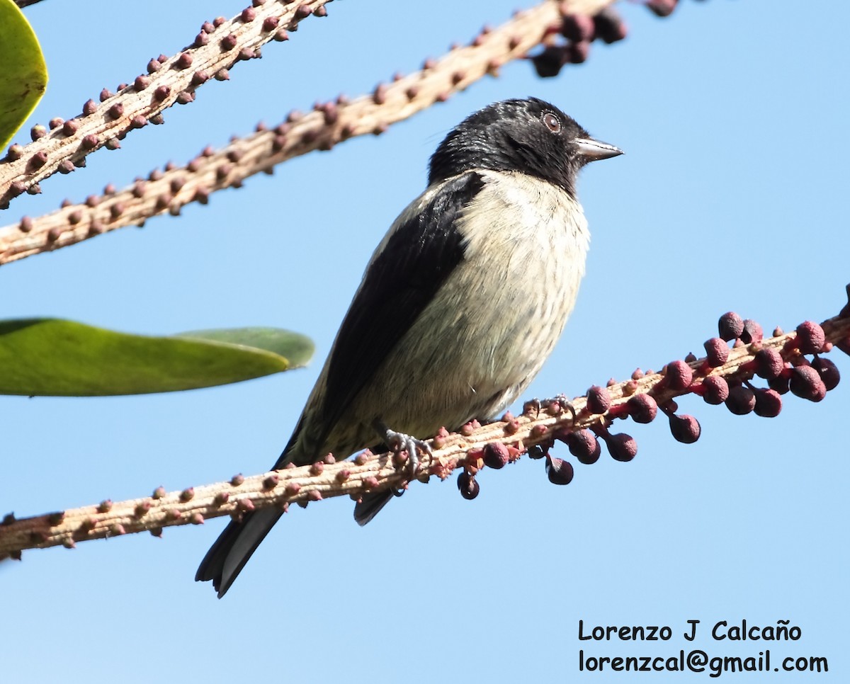 Tangara Cabecinegra - ML288571121