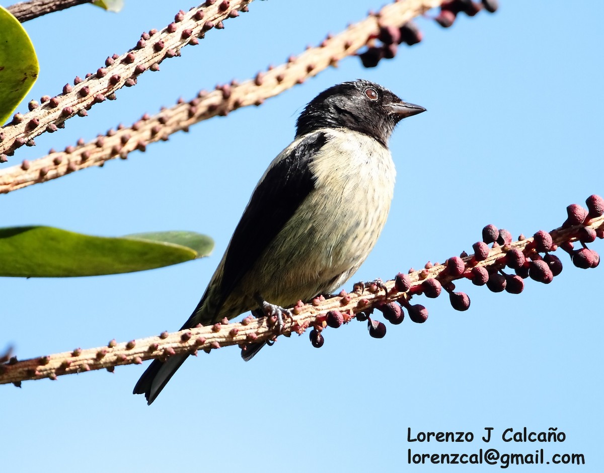 Tangara Cabecinegra - ML288571191