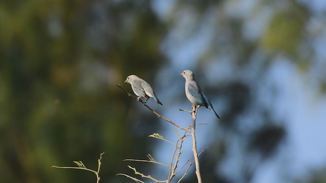 Blue-gray Tanager (Blue-gray) - ML288571601