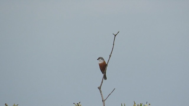 Marsh Seedeater - ML288571991