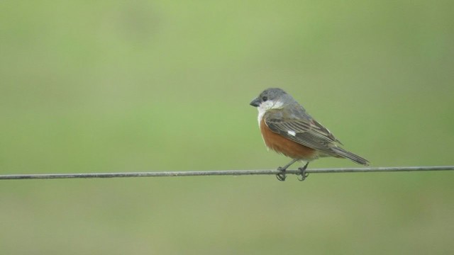 Marsh Seedeater - ML288573201