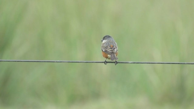 Marsh Seedeater - ML288573471