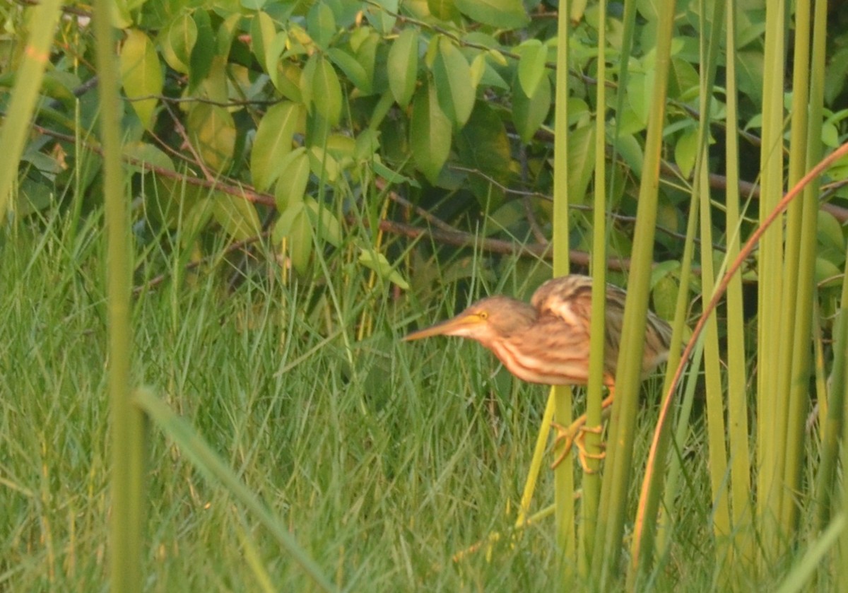 Yellow Bittern - ML288573851