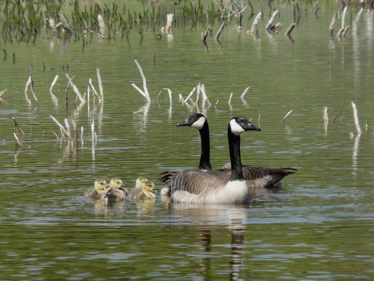 Canada Goose - ML28857421