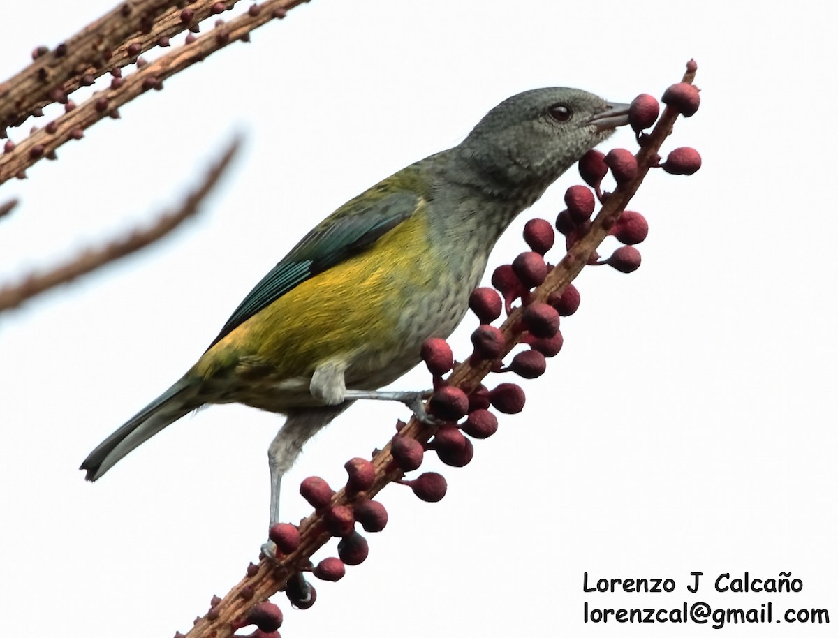 Black-headed Tanager - Lorenzo Calcaño