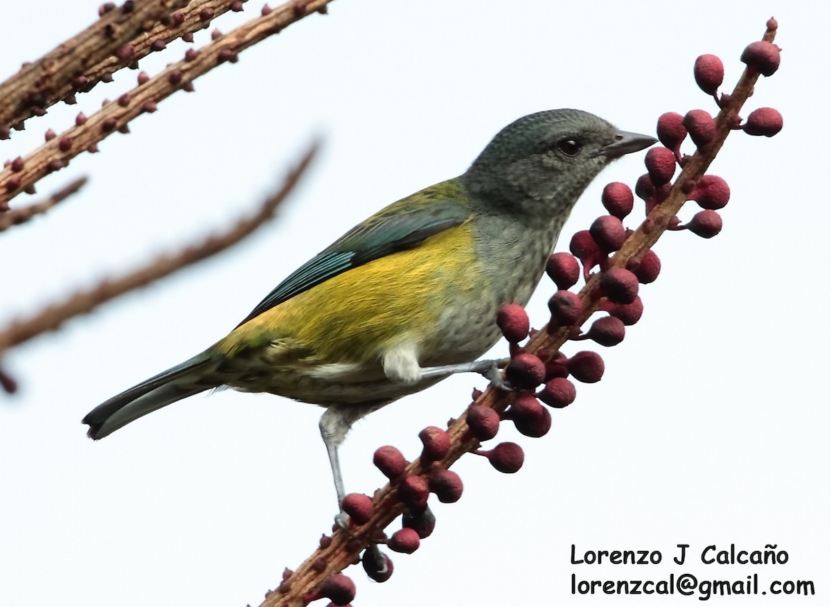 Black-headed Tanager - Lorenzo Calcaño