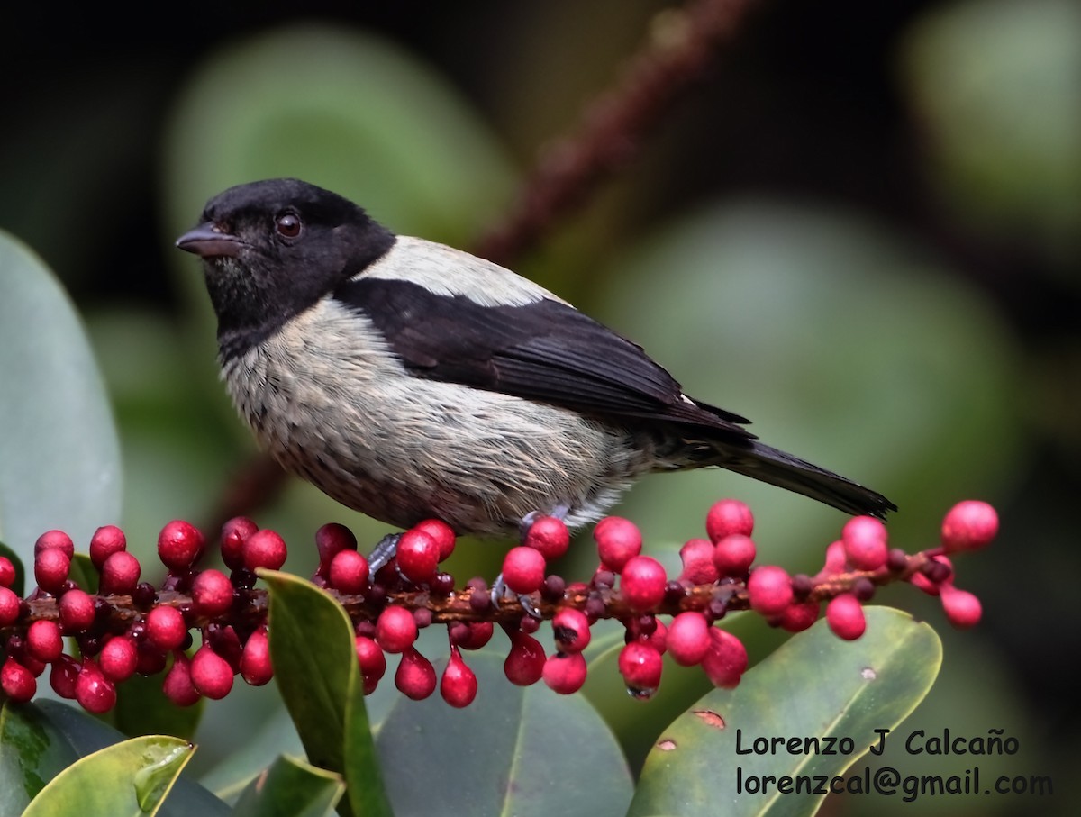 Black-headed Tanager - Lorenzo Calcaño