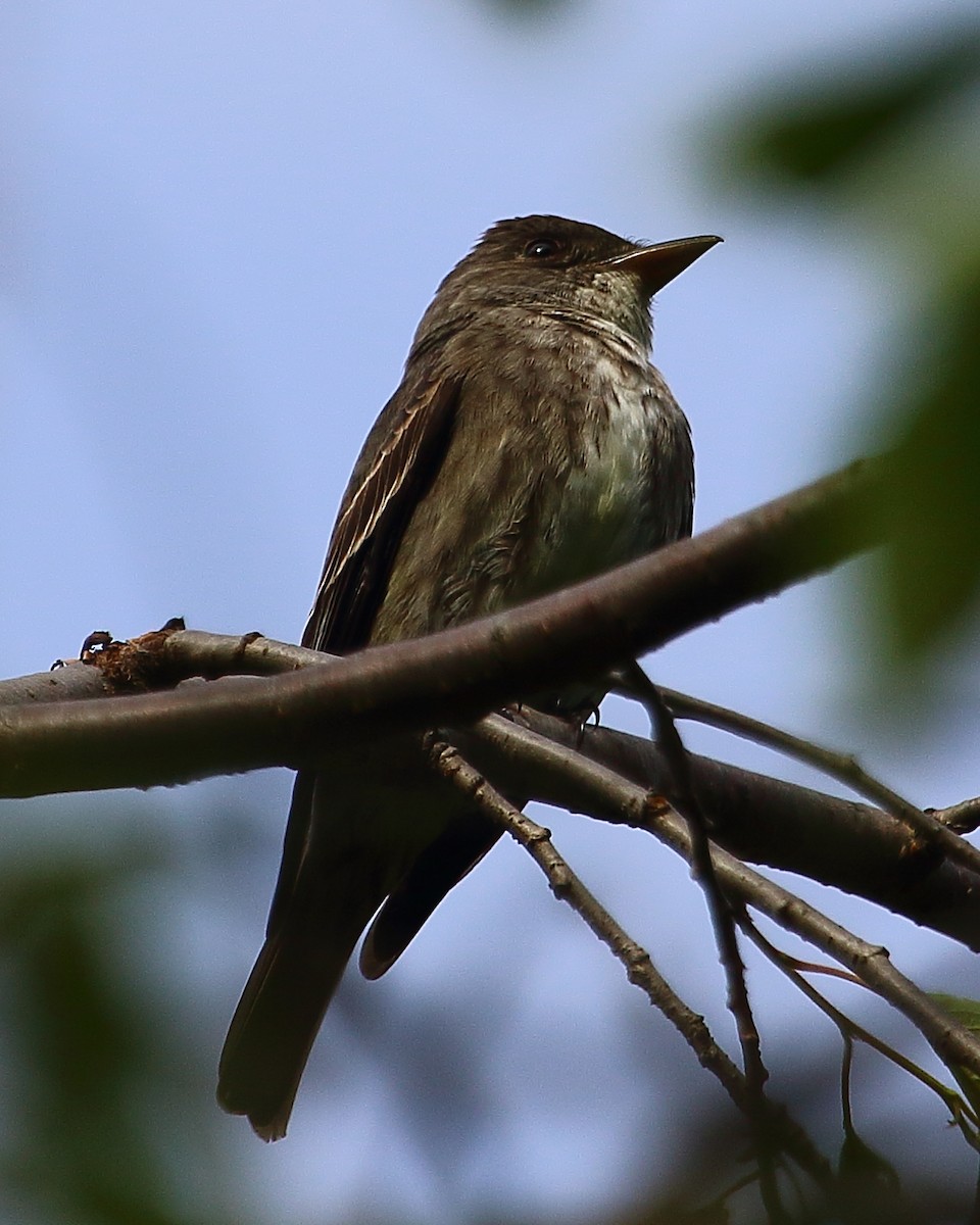 Olive-sided Flycatcher - Ryan Candee